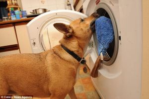 Si el perrete puede poner la lavadora, tú también